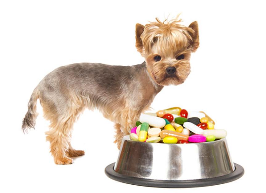 Big Box and Online Pharmacies, and How to Be Sure Your Pet’s Meds Are Safe PetMD