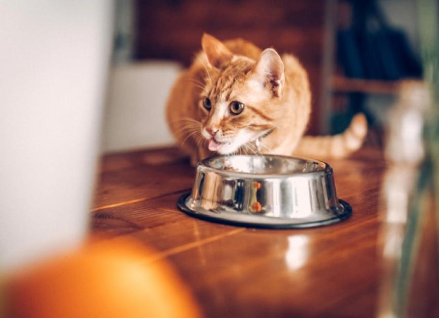 猫甲状腺机能亢进症有特殊的饮食吗?