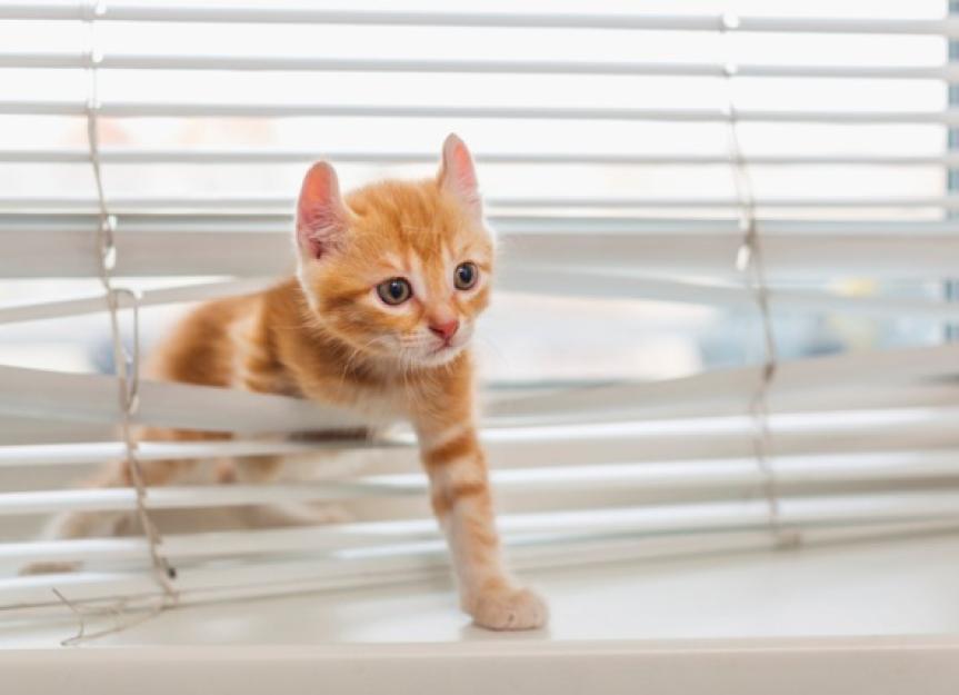 带一只小猫回家之前15 Kitten-Proofing待办事项