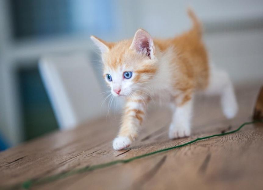 At What Age Are Cats Fully Grown? | PetMD