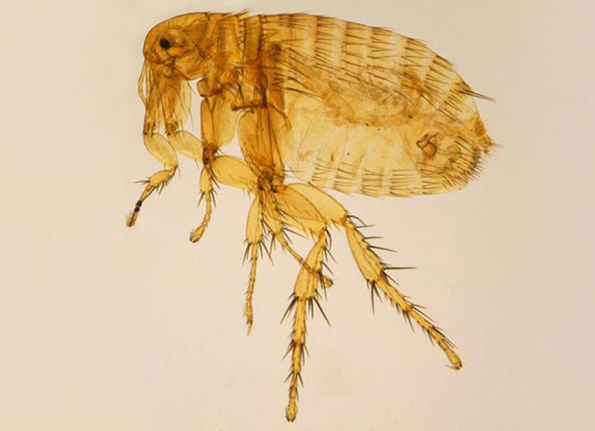 All About the Oriental Rat Flea | PetMD