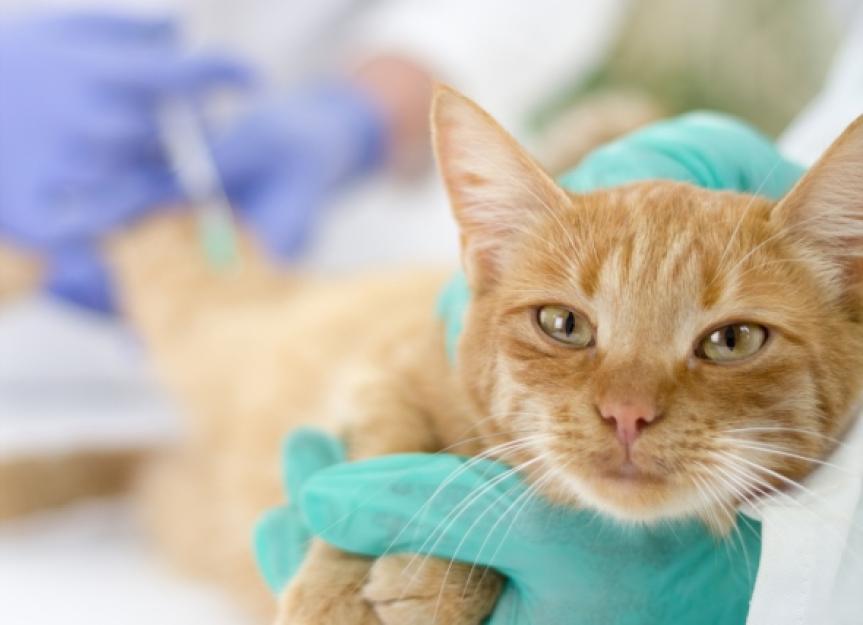 Which Vaccines Do Dogs and Cats Need the Most? | PetMD