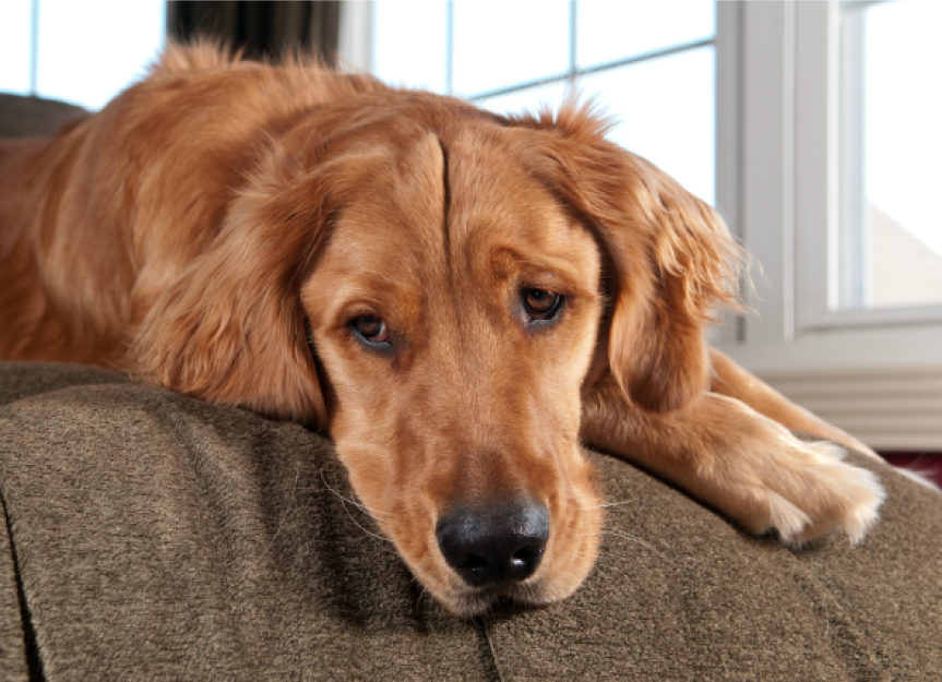 Overproduction of Red Blood Cells in Dogs | PetMD