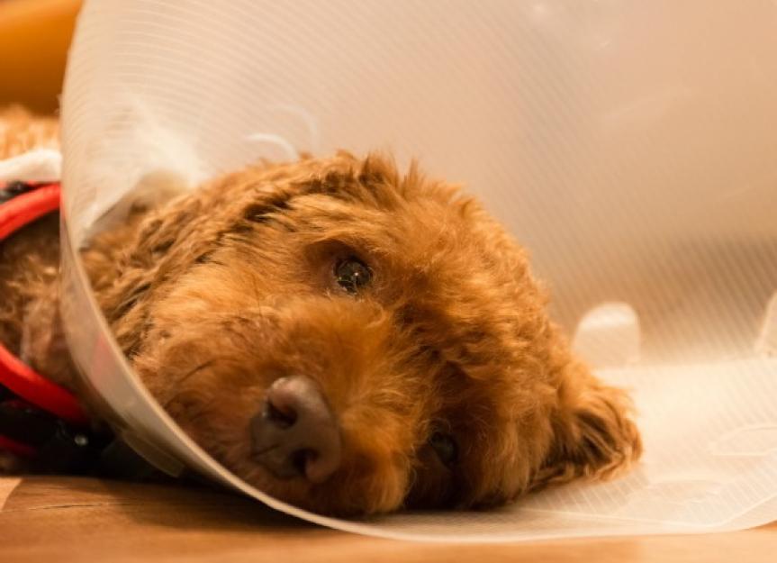 Pain (Acute, Chronic and Postoperative) in Dogs
