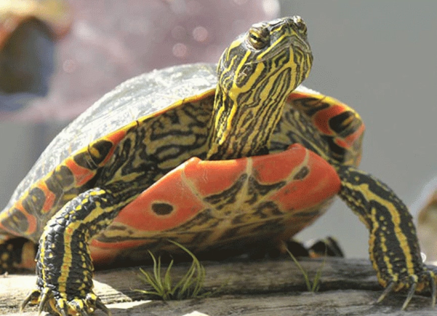 are painted turtles good pets