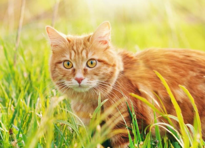 Pancreatic Cancer in Cats