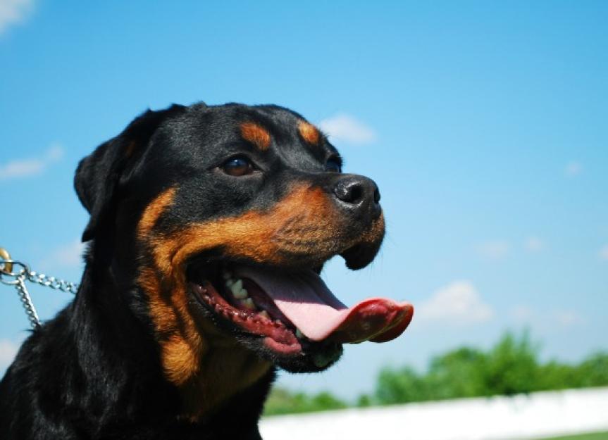 Paralysis of the Jaw in Dogs - PetMD