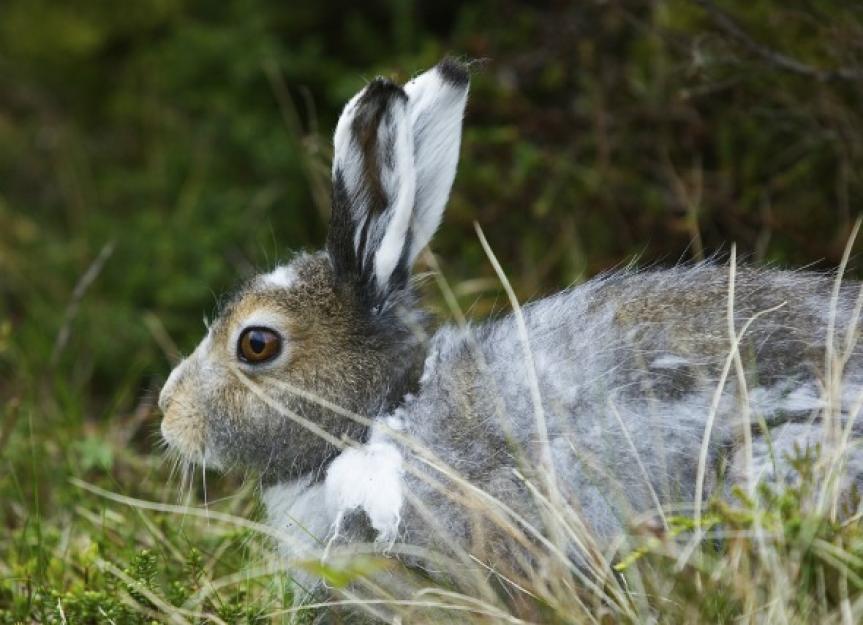 Parasitic Infection in Rabbits