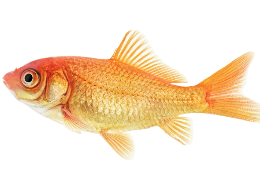 Parasitic Infections Of Gills in Fish PetMD