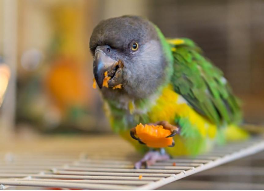 How To Feed A Bird Properly PetMD