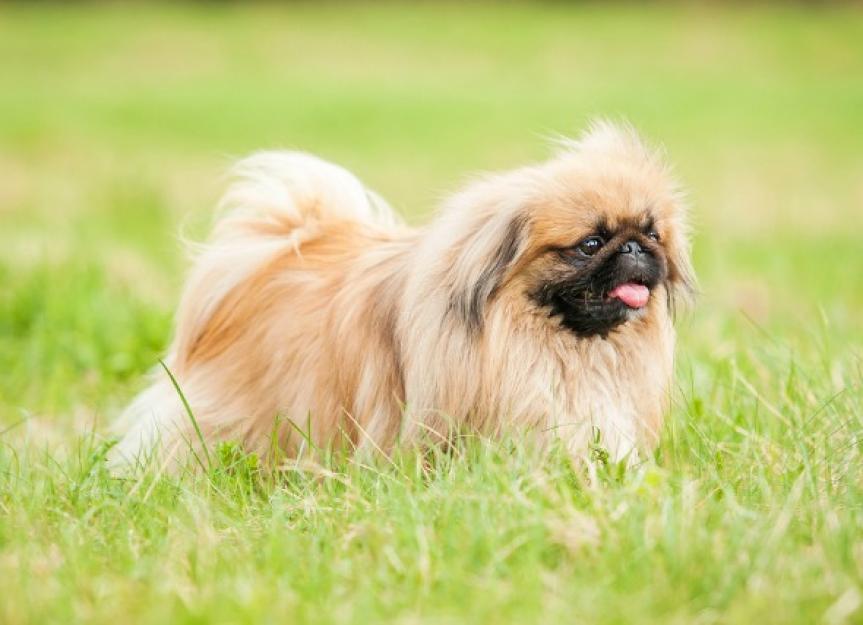 what is a perineal hernia in dogs