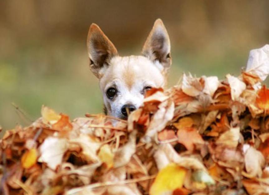 Top 10 Holistic Tips For Managing Your Pet's Fall Allergies