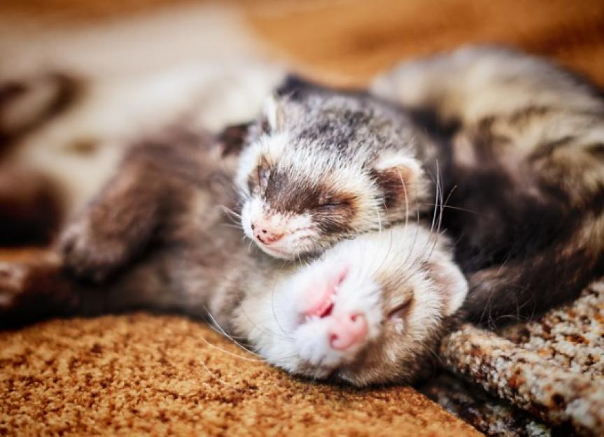 11 Things To Know About Ferrets As Pets