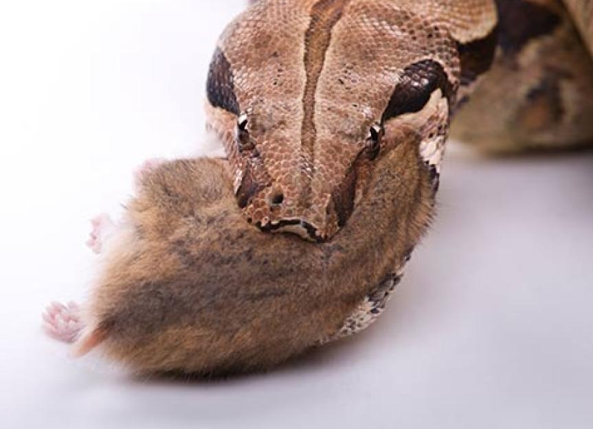 Where rats are bred to feed snakes