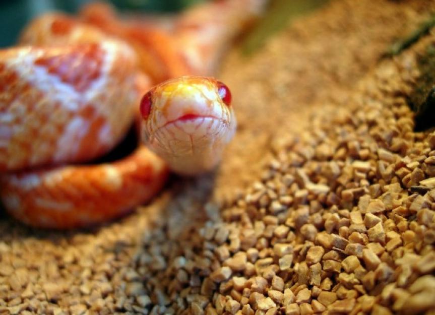 Pet Snake Guide for Beginners