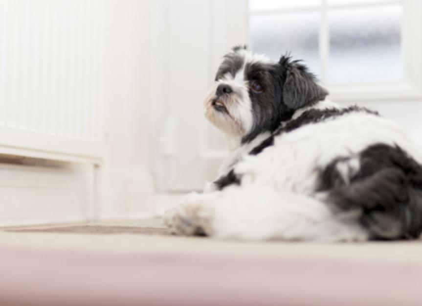 Bladder Stones in Dogs: Can You Prevent Them?
