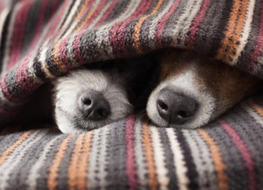 Blanket Safety for Pets