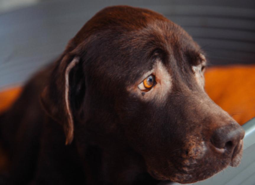 Can A Dog Die Of Broken Heart