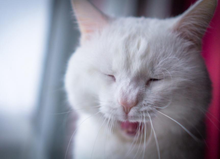 Bad Breath in Cats How to Prevent and Treat It PetMD