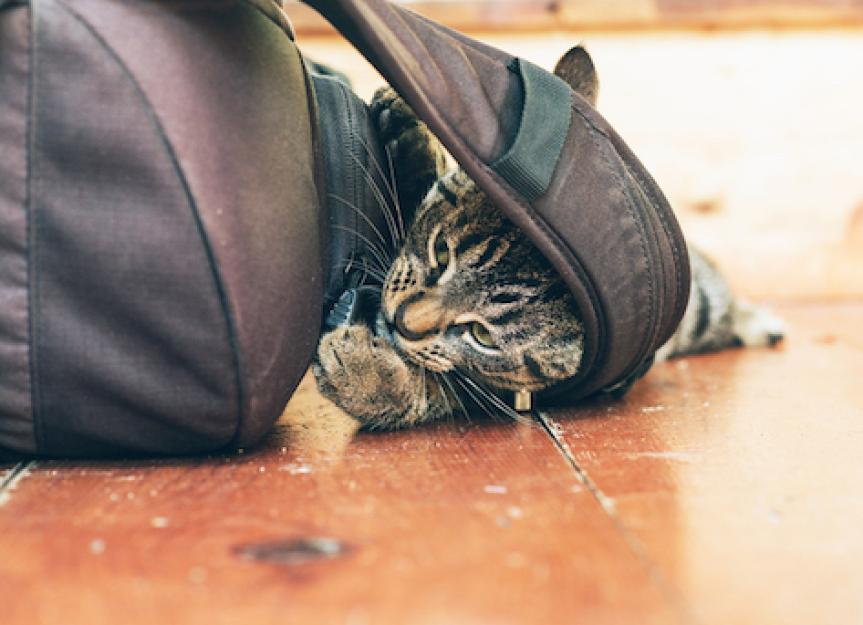 Why Do Cats Chew on Things? PetMD