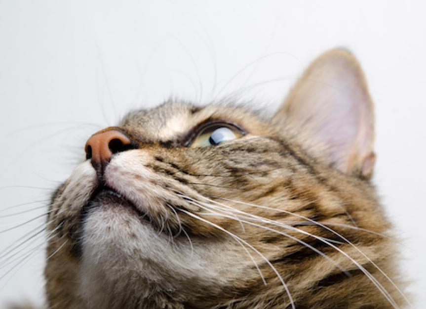 猫能脑震荡吗?