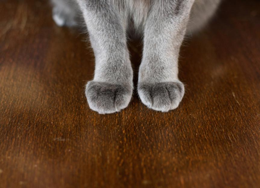 7 Negative Side Effects of Declawing Your Cat