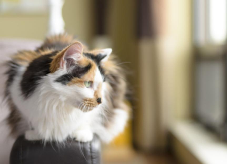 Declawing Can Result in Long-Term Problems for Cats