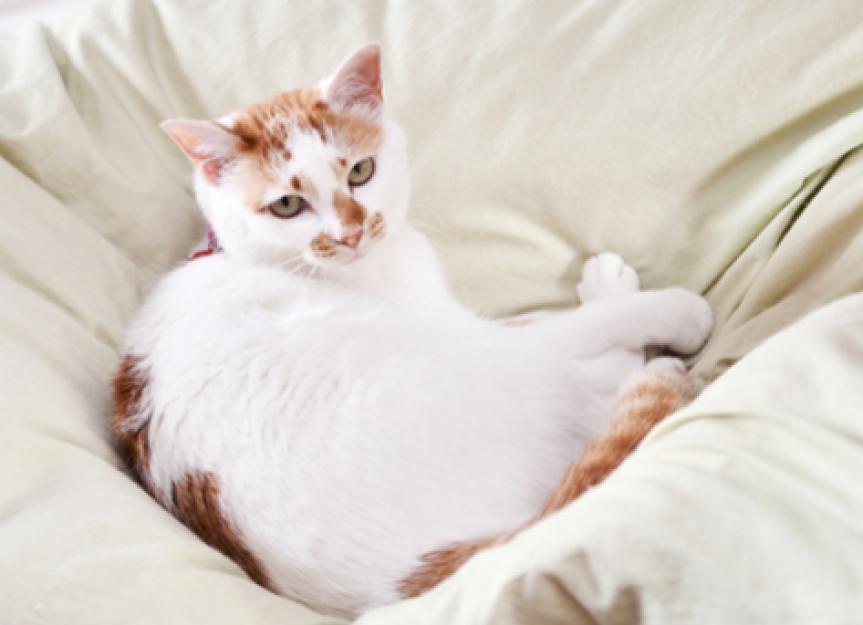 猫腹泻:你应该尝试的5种治疗方法