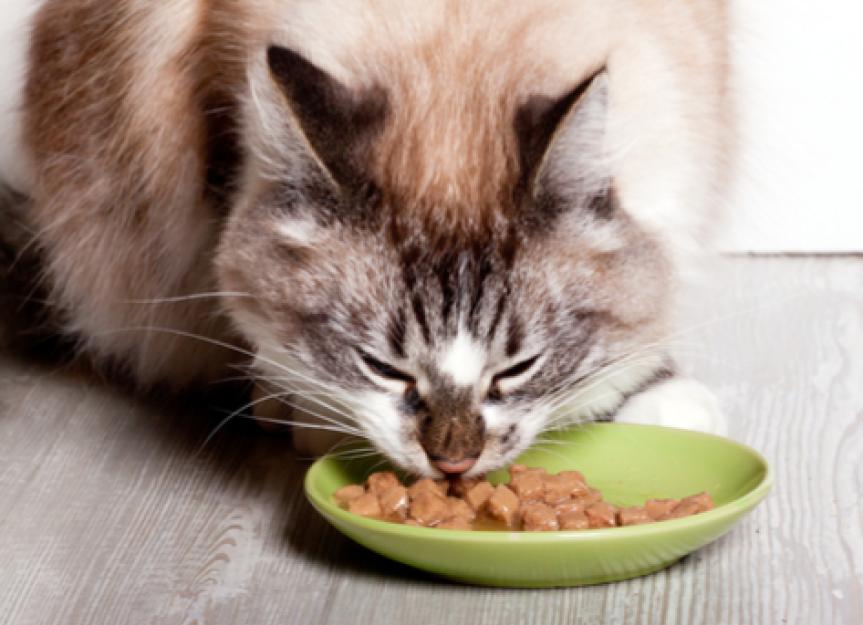 What is the Best Non Prescription Food for Diabetic Cats? 