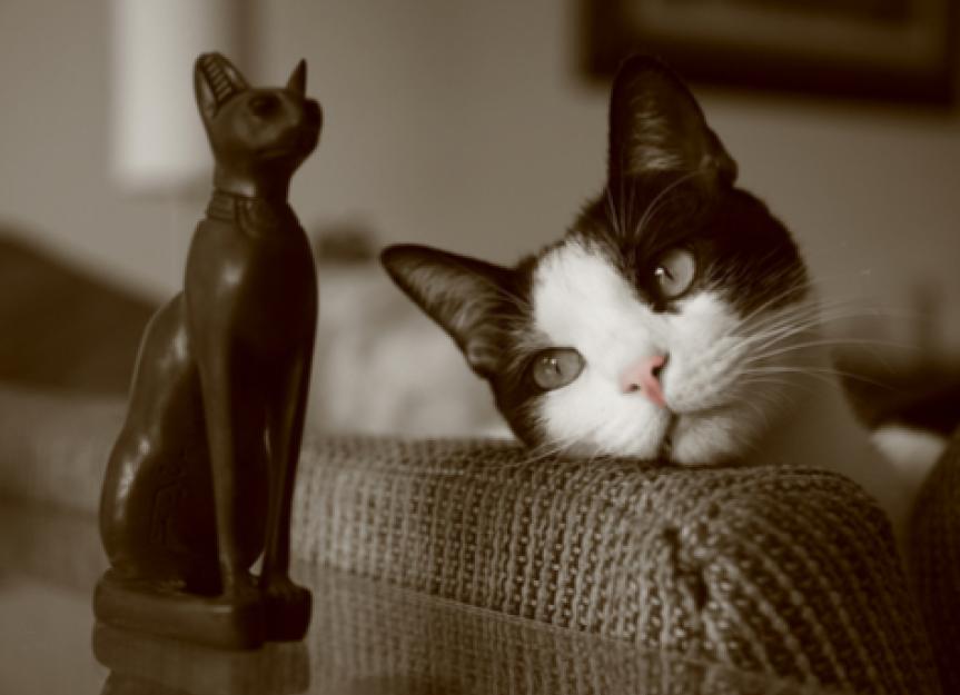 The History of Cats: a Look at Feline Domestication