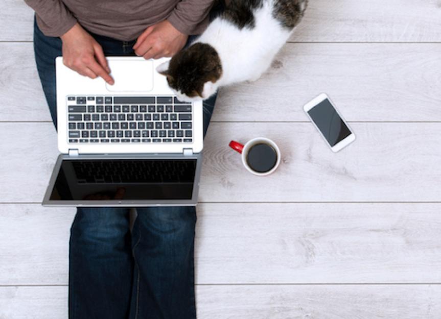 Cats on Keyboards Why They Love Them (and What You Can Do) PetMD