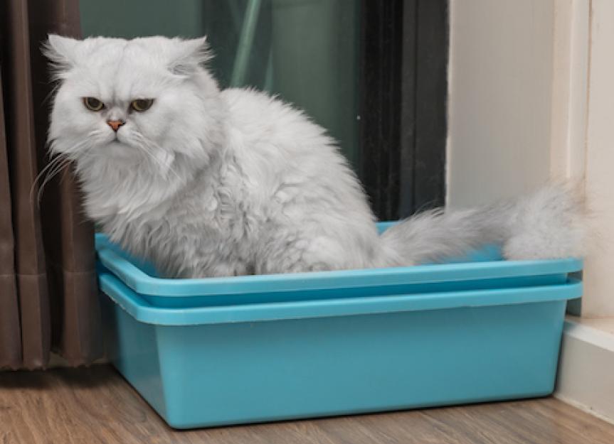 Cat playing top in litter box