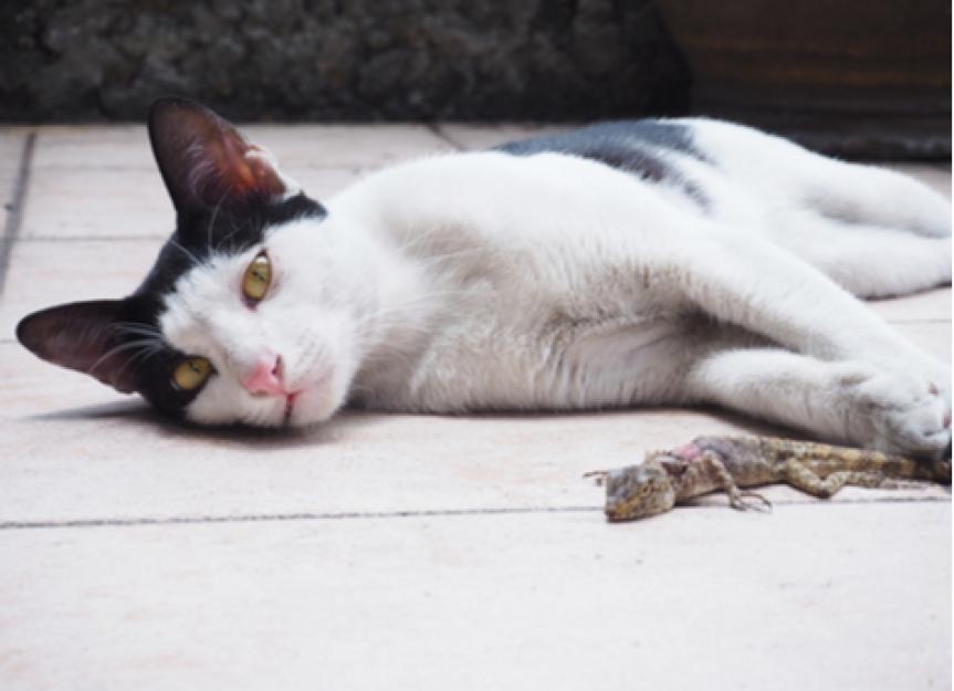 怎么做如果你的猫吃蜥蜴或青蛙