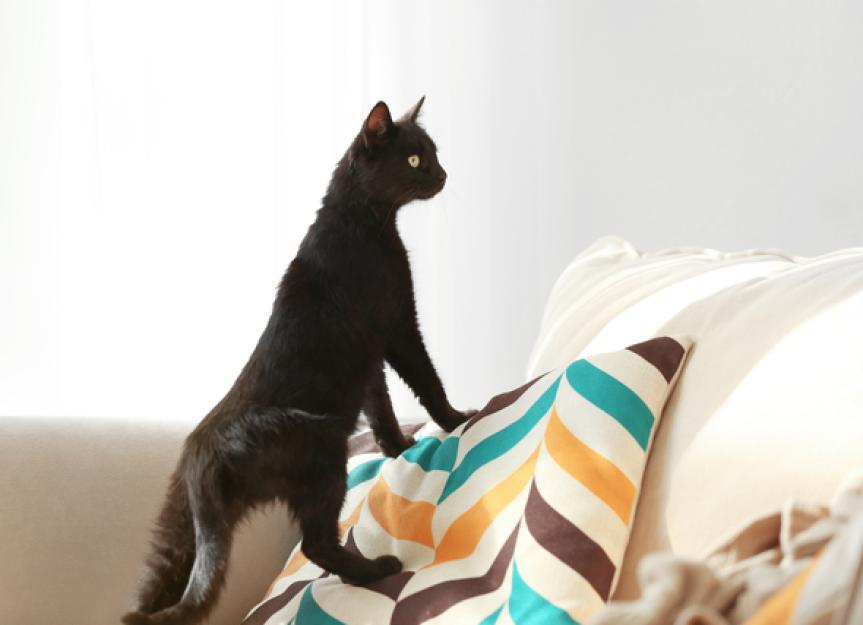 Which Personality Does Your Cat Have Petmd