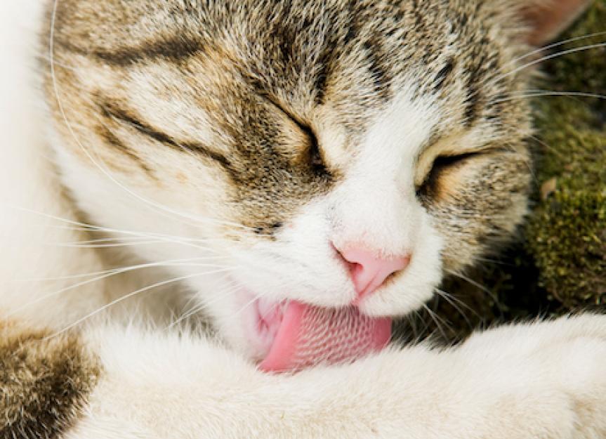 关于猫舌头的酷事实