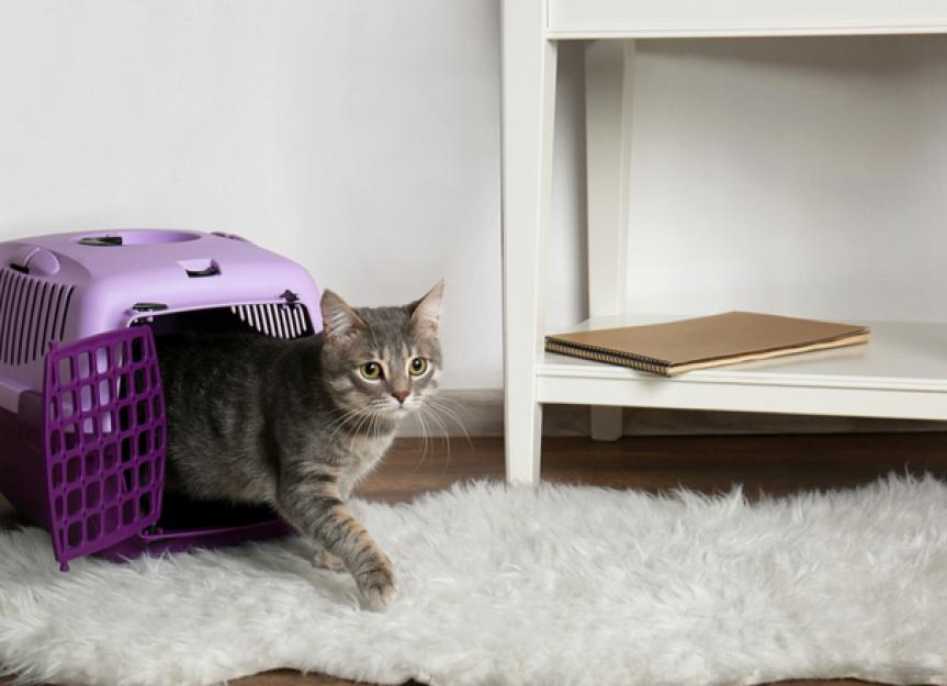 Cats in Carriers What's Going Through Your Cat's Head? PetMD