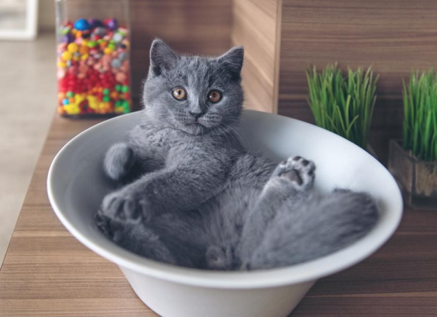 猫既是液体又是固体?