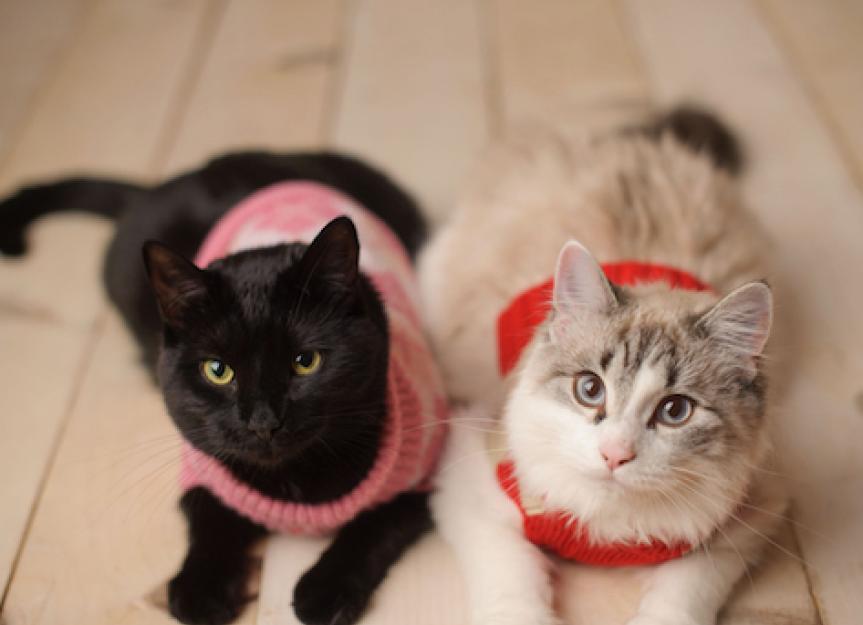 Sweaters for Cats Do They Need Them? PetMD