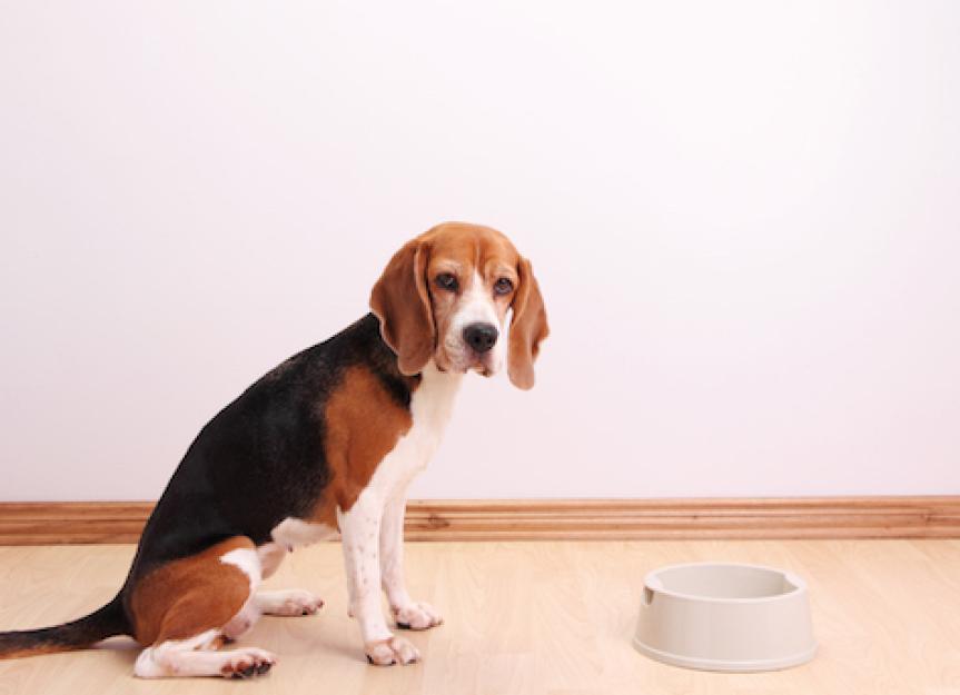 how do i know if my dog needs digestive enzymes