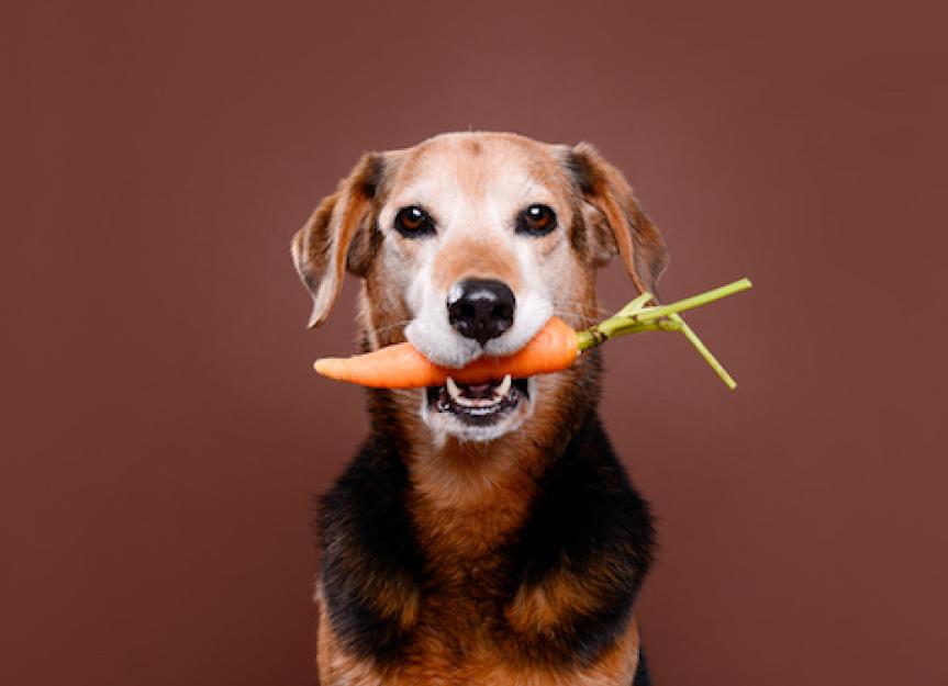给狗狗的5种抗病食物