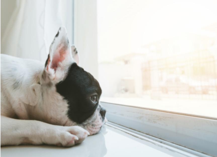 5 Ways to Relieve Your Dog's Boredom