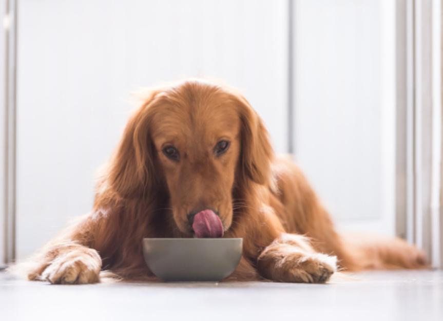 7 Interesting Facts About Your Dog’s Digestive System PetMD