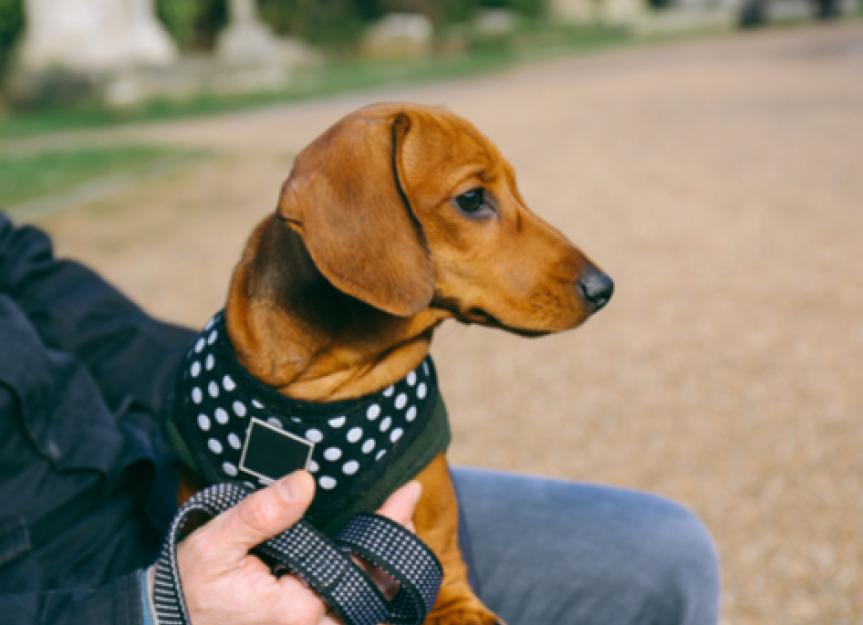 Surprising Dog Harness Dangers to Avoid