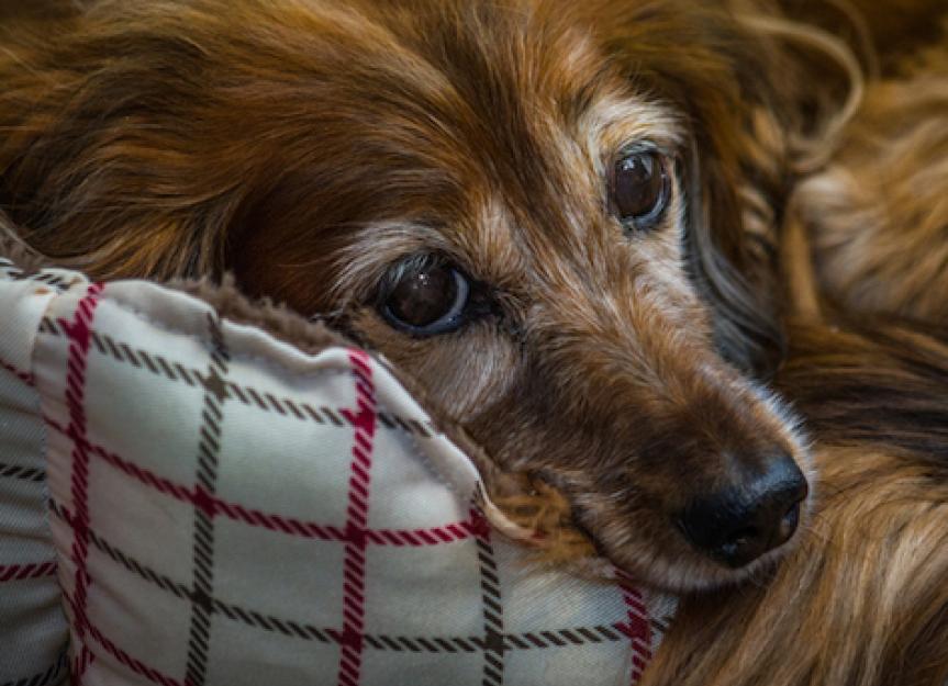 How to Deal with Your Senior Dog’s Hearing Loss PetMD