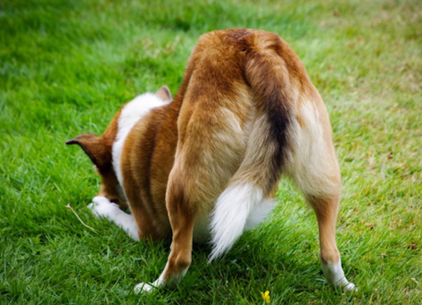 how do you get rid of hemorrhoids on a dog