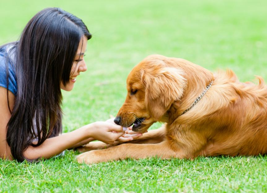 View of Natural Ways to Improve Your Dog’s Immune System | PetMD