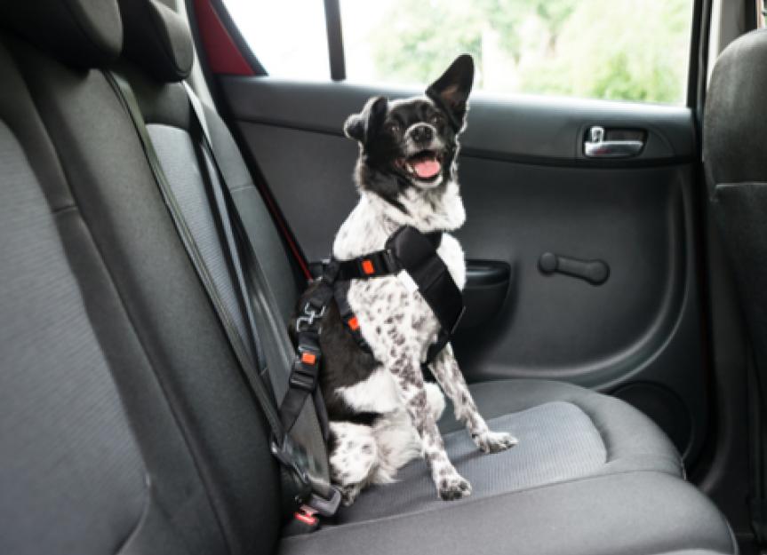 Do Dog Seat Belts Work? Ensuring Pet Safety on the Road