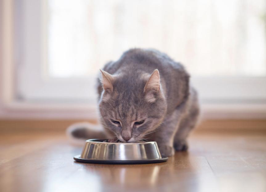 5种不寻常的猫食习惯
