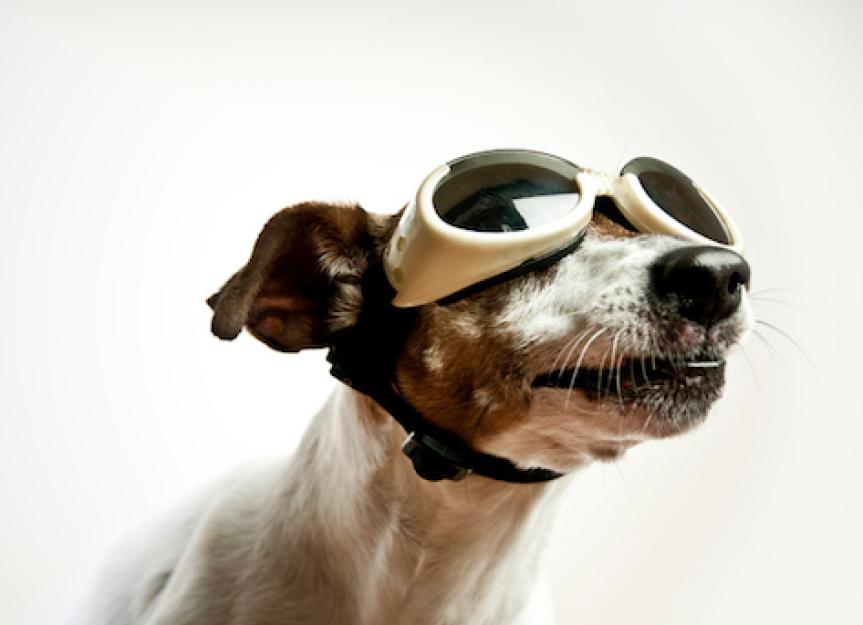 are prescription glasses safe for dogs