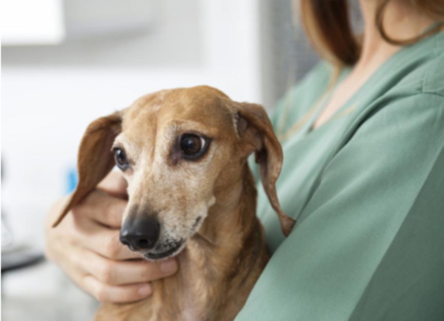 What Is a Fecal Transplant for Dogs and Cats?